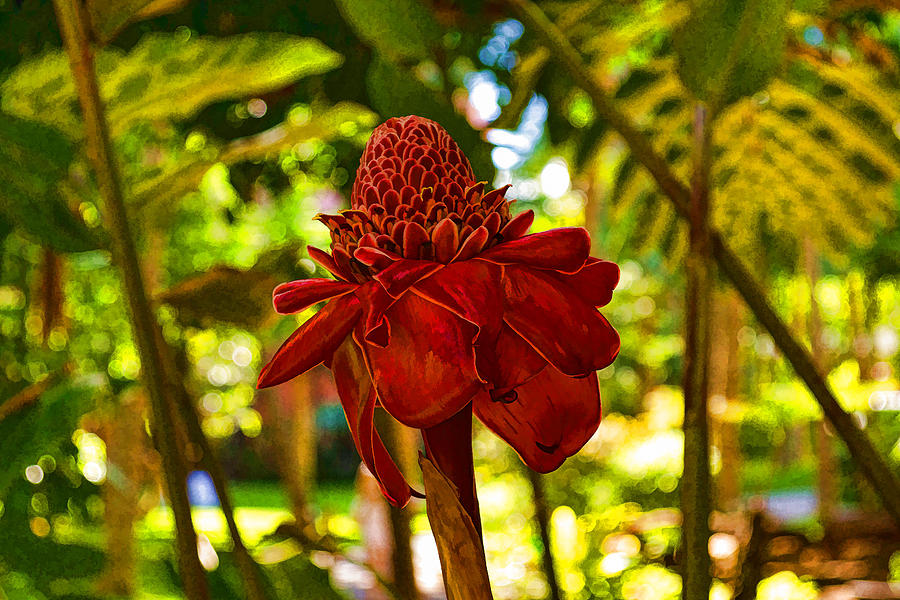 Porcelain Rose - Red Torch Ginger Lily in Hawaii Photograph by Georgia Mizuleva