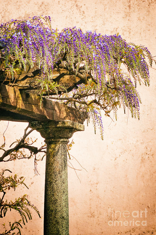 Porch with wisteria Photograph by Silvia Ganora