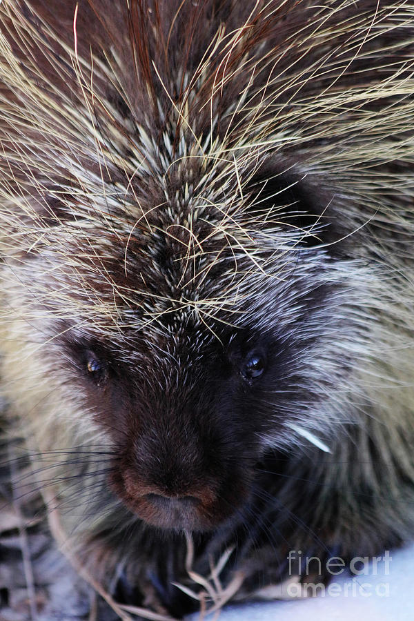 Porcupine Photograph by Alyce Taylor