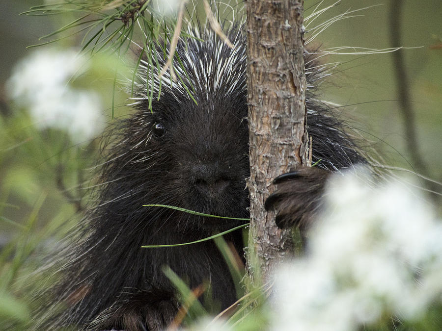 Porcupine Check-out Photograph by Ian Johnson
