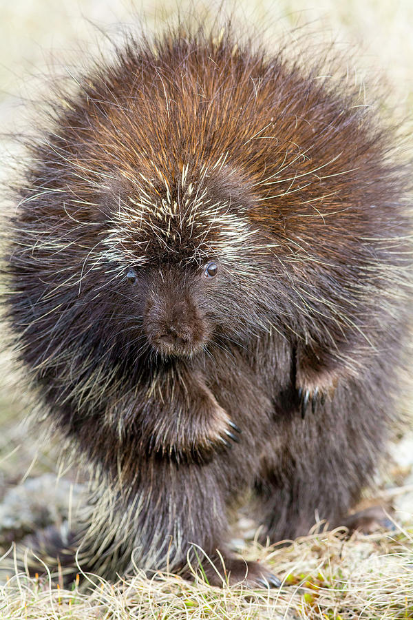 Porcupine Dancing Photograph by Scott Leslie - Fine Art America