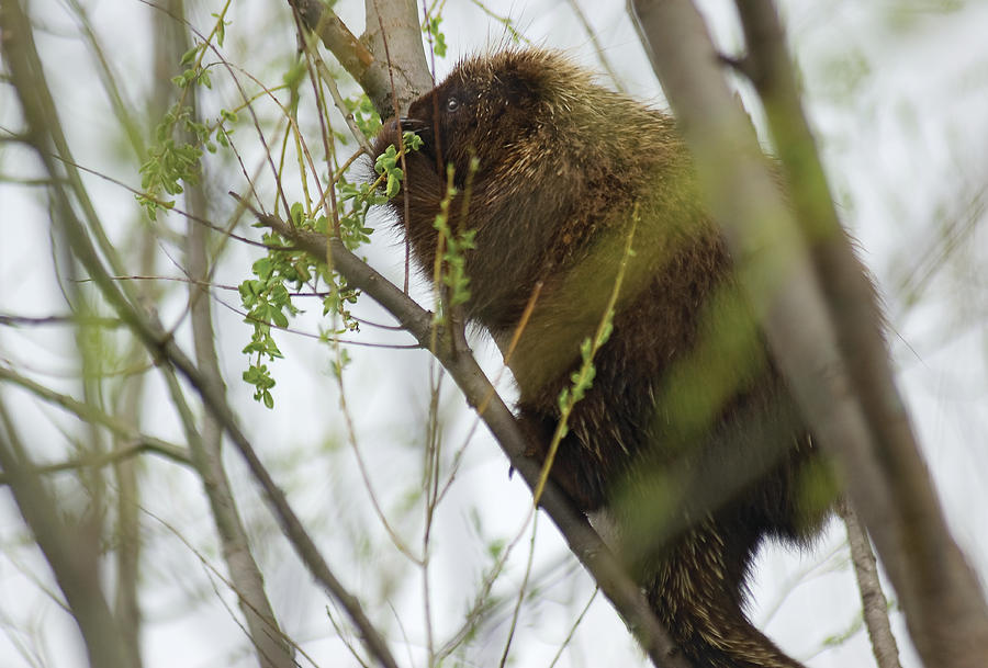 Porcupine eating Leaves Photograph by Steve Somerville