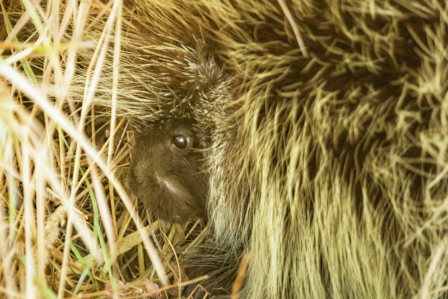 Porcupine Hiding Photograph by Belinda Greb