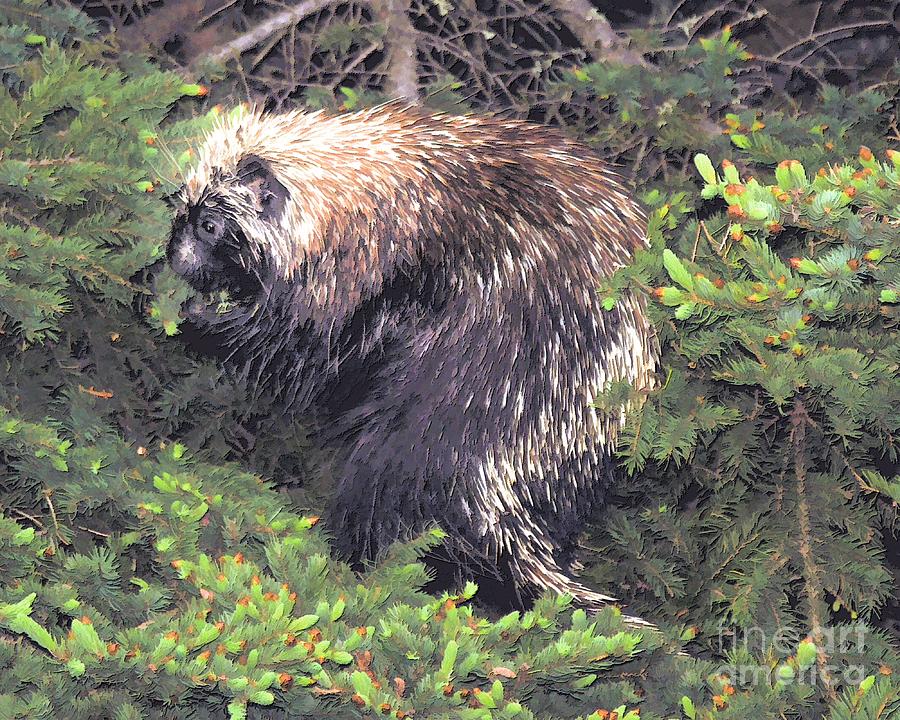 Porcupine in a Fir tree Photograph by Elaine Manley
