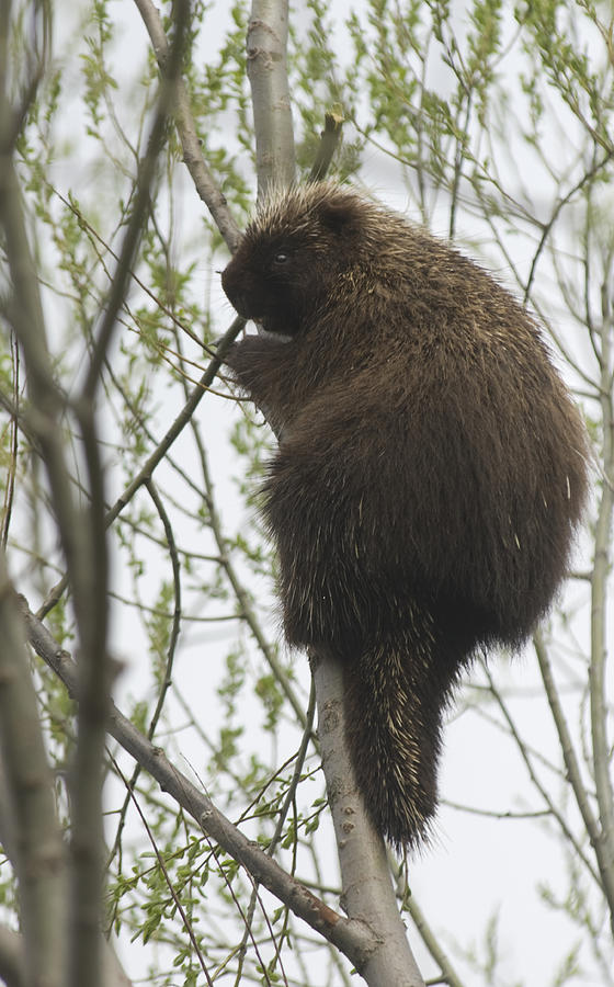 Porcupine in a tree Photograph by Steve Somerville