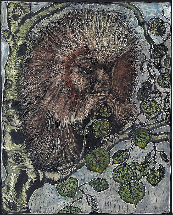 Wildlife Drawing - Porcupine in Aspen by Dawn Senior-Trask