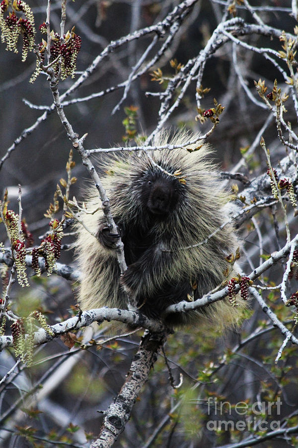 Porcupine in Spring Photograph by Alyce Taylor