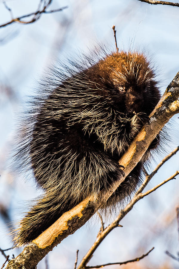 Wildlife Photograph - Porcupine Napping by Paul Freidlund