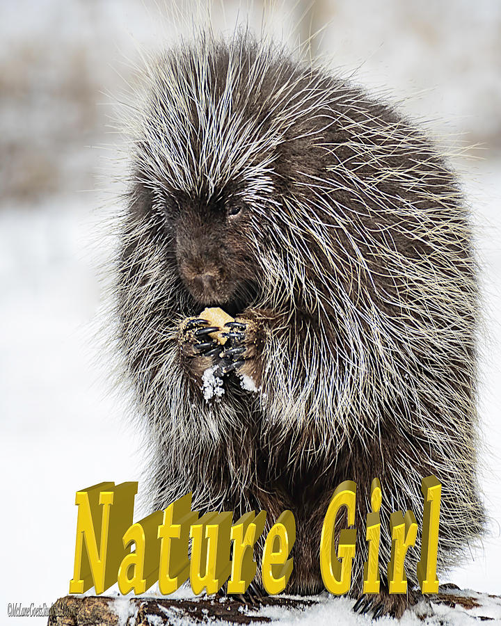 Porcupine Nature Girl Photograph by LeeAnn McLaneGoetz McLaneGoetzStudioLLCcom