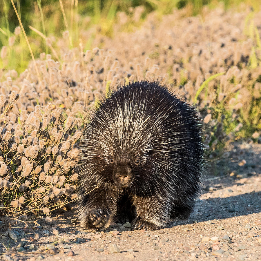 Porcupine out for a walk Photograph by Paul Freidlund
