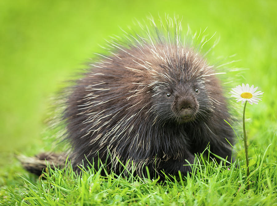 Porcupine Photograph by Tracy Munson