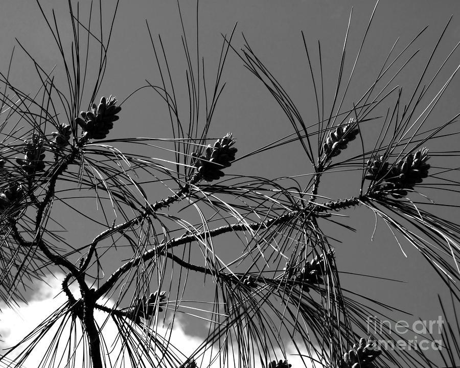 Porcupine Tree Photograph Photograph by Kristen Fox