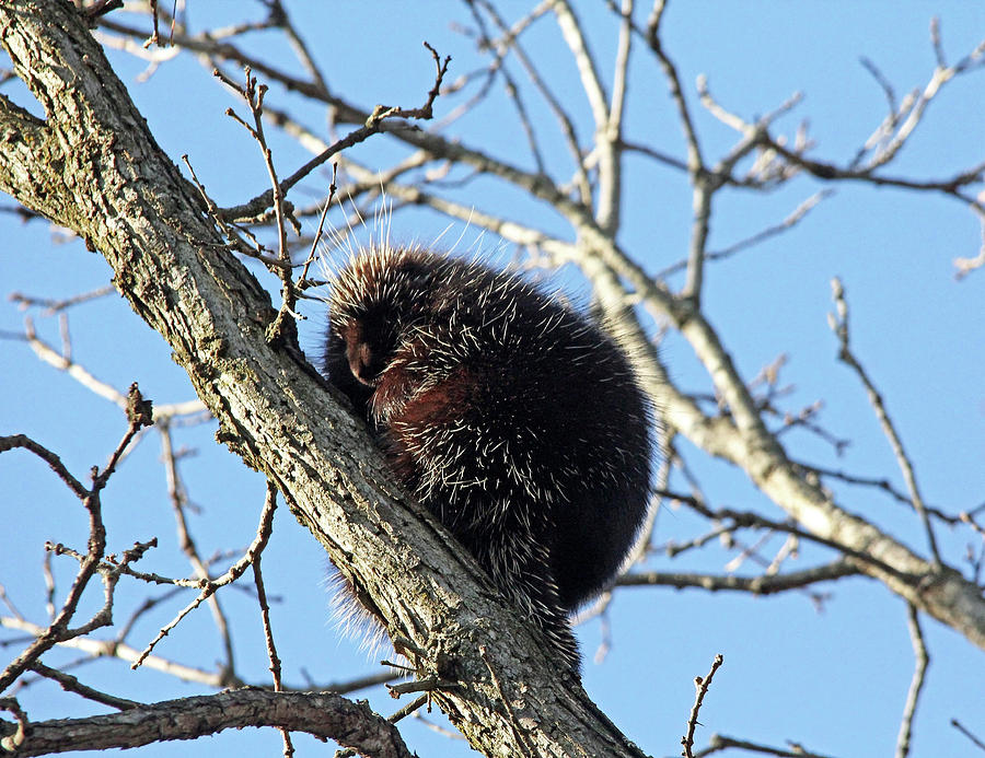 Porcupine Up A Tree Photograph by Debbie Oppermann