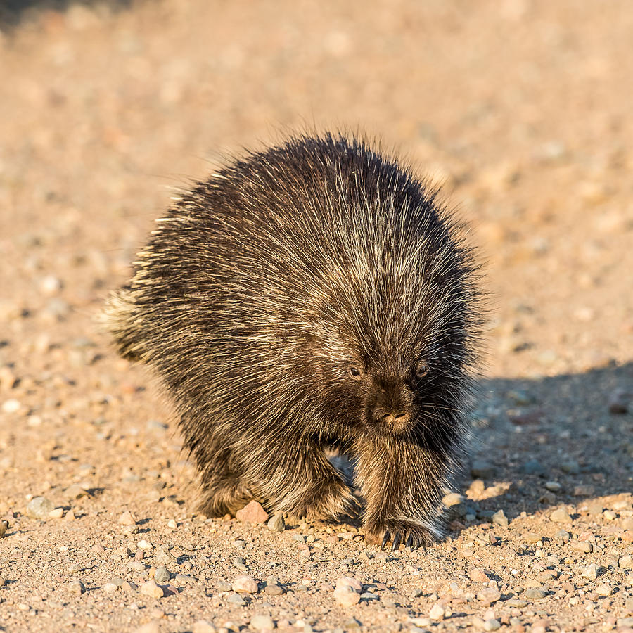 Porcupine Walking Photograph by Paul Freidlund