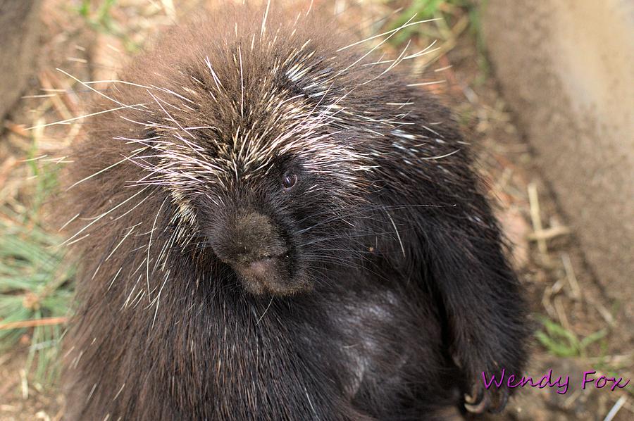 Porcupine Photograph by Wendy Fox - Pixels