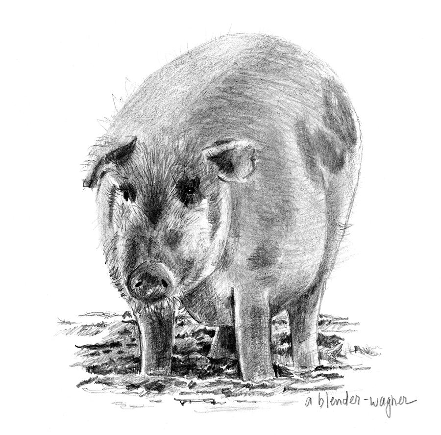 Porker Pig - Pride Of The Barnyard Drawing by Arline Wagner