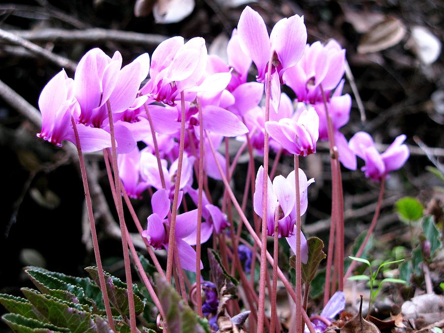 Flower Photograph - Wild cyclamens by Andonis Katanos
