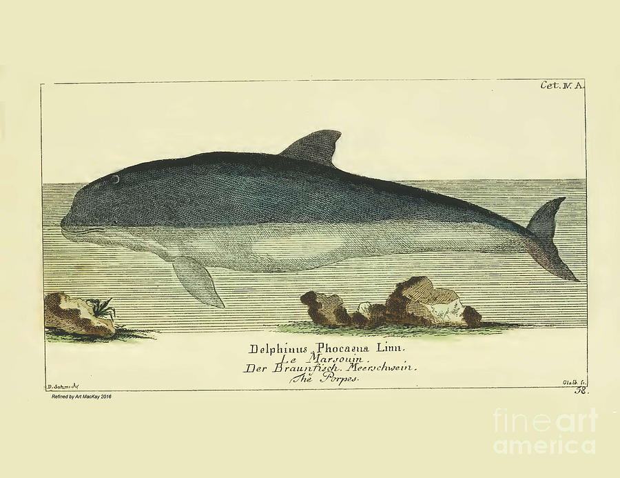 Porpoise by G.A. Lange 1780 Drawing by Art MacKay