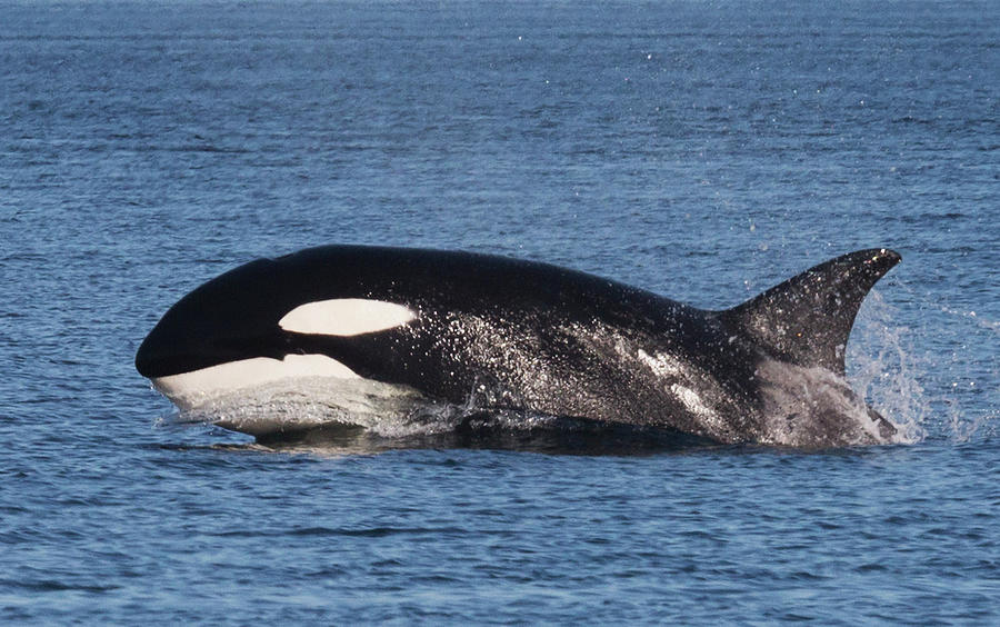 Porpoising Orca Photograph by Randy Hall