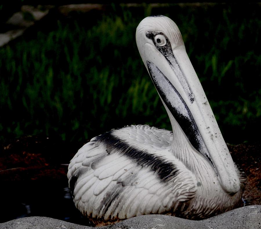 Port Richey Pelican Photograph by Belinda Lee