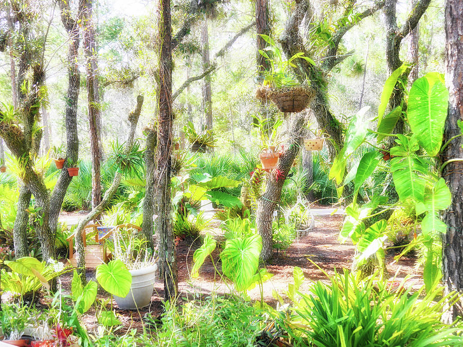 Port St Lucie Botanical Gardens Xix Digital Art By Tina Baxter