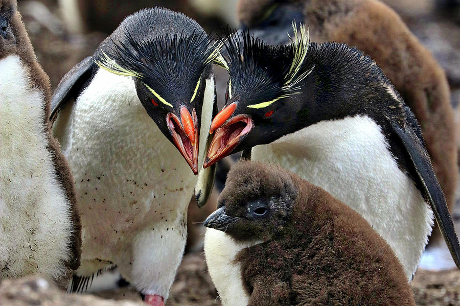 Port Stanley Falkland Islands Rockhopper Penguins Photograph by Paul James Bannerman
