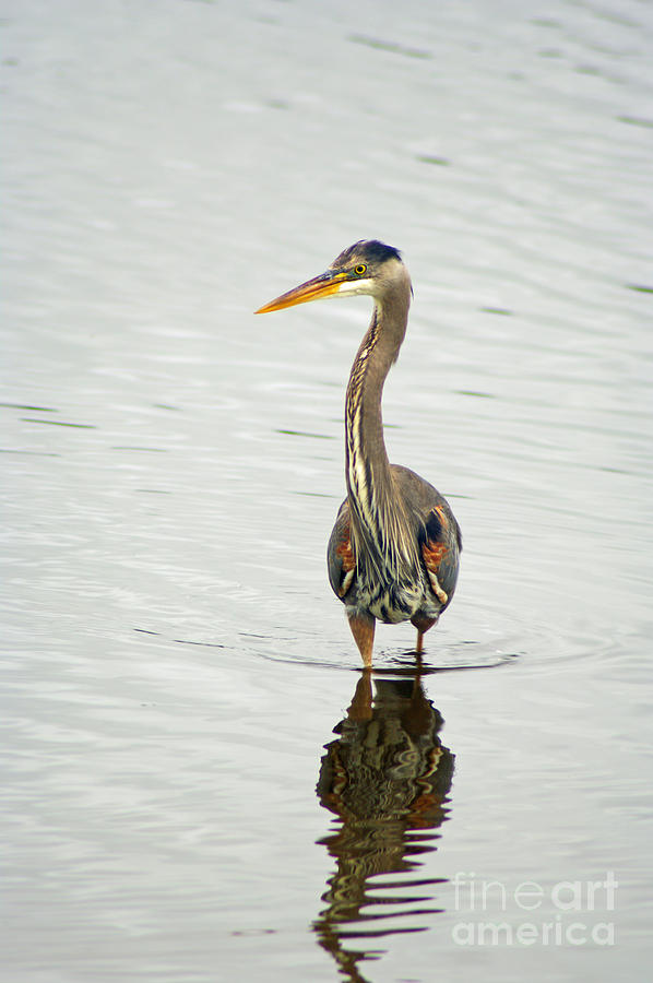 Port Townsend Blue Heron Photograph by Louise Magno