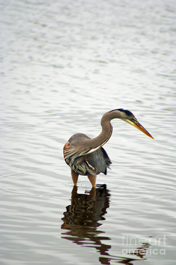 Port Townsend Blue Heron Series Photograph by Louise Magno