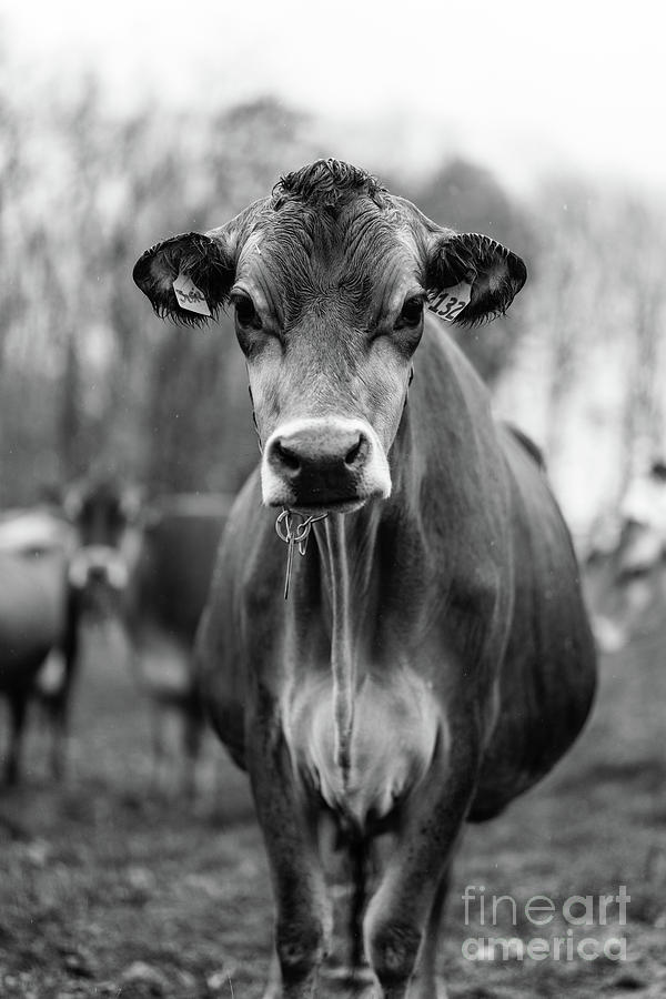 Portrait of a dairy cow in the rain Stowe Vermont Photograph by Edward Fielding