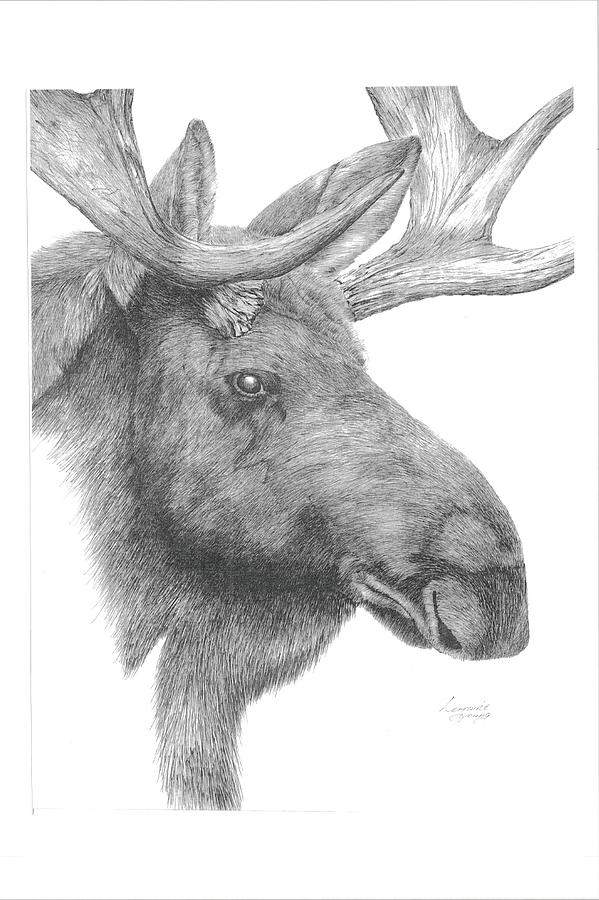 Portait of a Moose Drawing by Lorraine Young Fine Art America