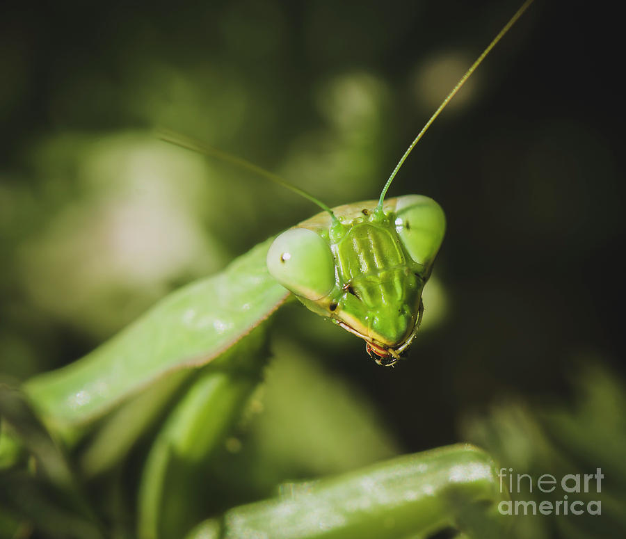 Portait of a Praying mantis Photograph by Perry Van Munster