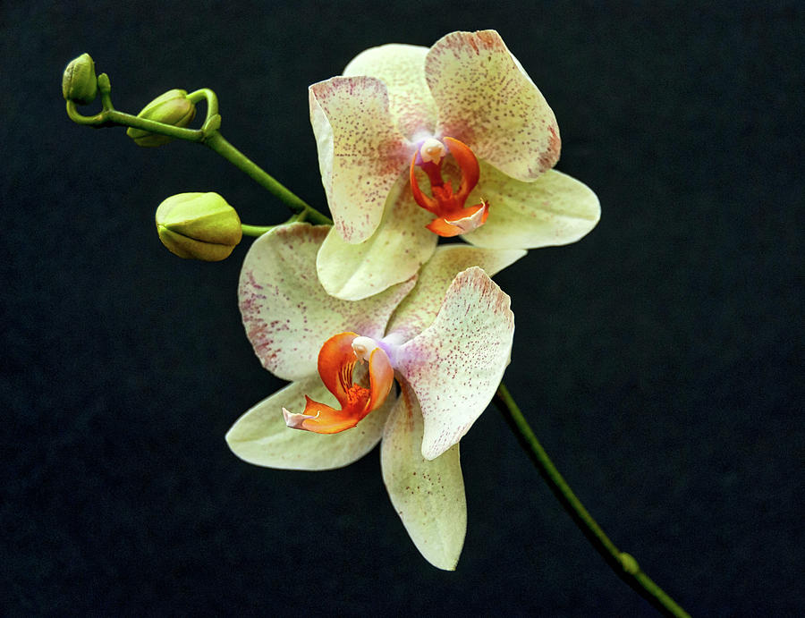 Orchid Photograph - Portrait of an Orchid by Neil Doren