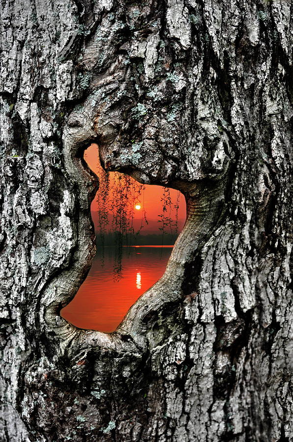 Portal to Another World Photograph by Andrea Kollo