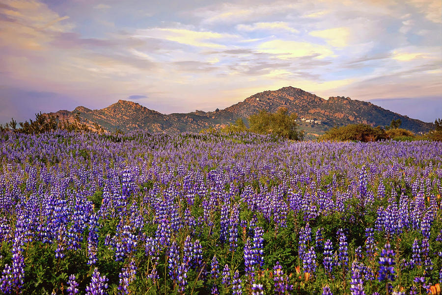 Porter Ranch Wildflowers Under a Pastel Sky Photograph by Lynn Bauer