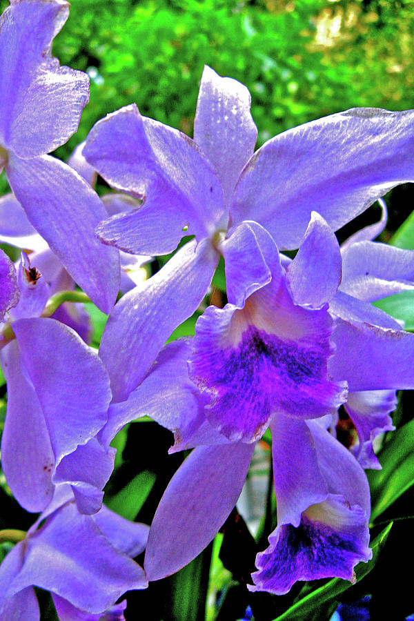 Portia Orchid in National Botanical Garden, Washington DC Photograph by Ruth Hager
