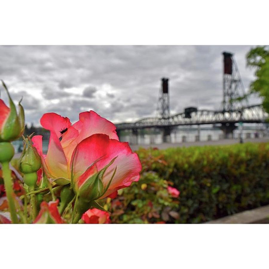 Portland - City Of Rain, Roses And Photograph by Mike Warner
