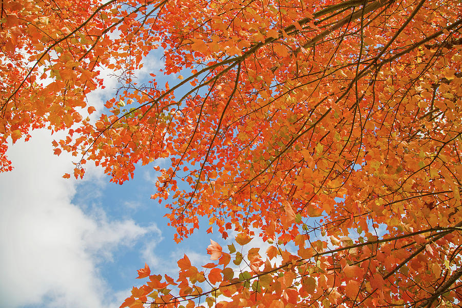 Portland autumn colors Photograph by Kunal Mehra