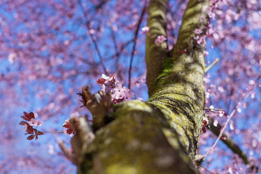 Portland cherry blossoms Photograph by Kunal Mehra
