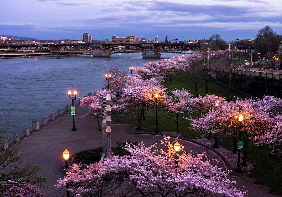 Portland Cherry Blossoms Photograph by Steven Clark
