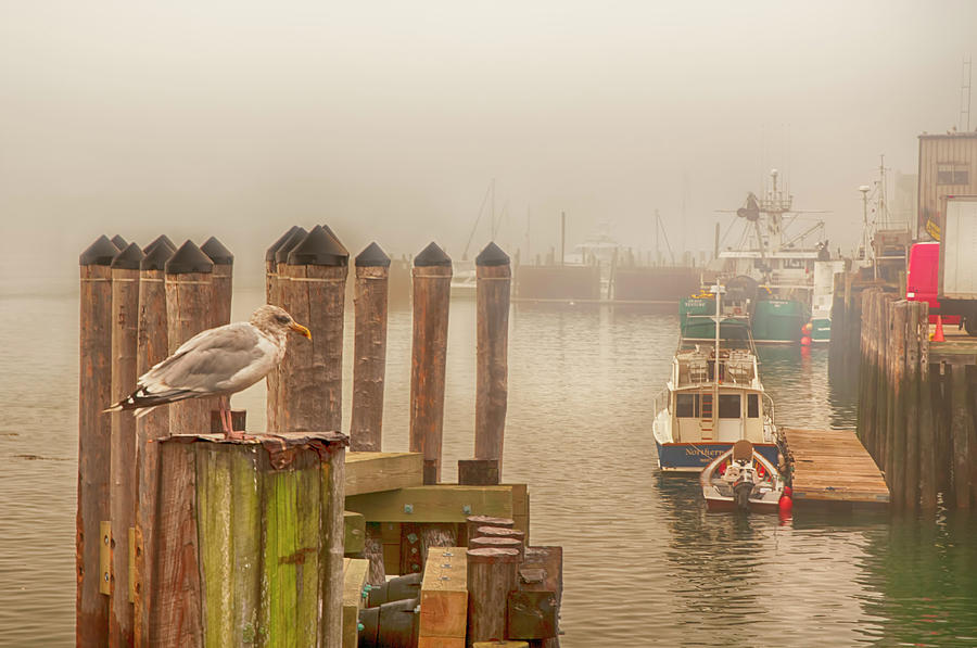 Portland Harbor Morning Photograph by Mick Burkey