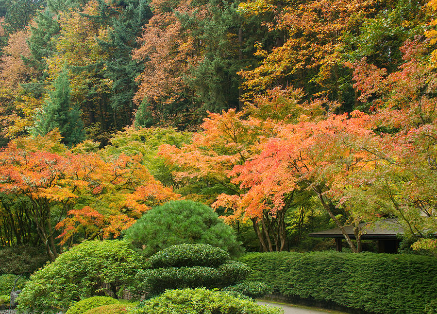 Portland Japanese Garden in Autumn Photograph by Kunal Mehra