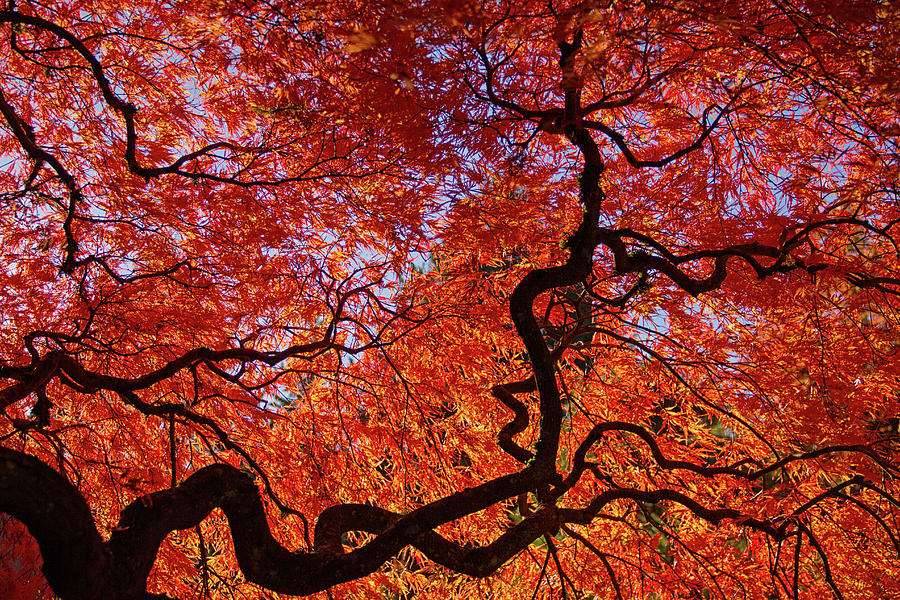 Portland Japanese Garden maple tree Photograph by Kunal Mehra