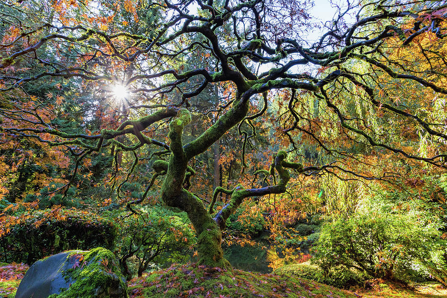 Portland Japanese Maple Photograph by Mike Centioli