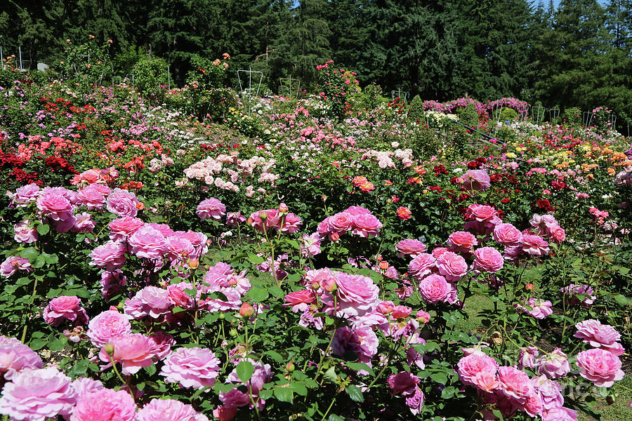 Portland Rose Garden Photograph by Carol Groenen