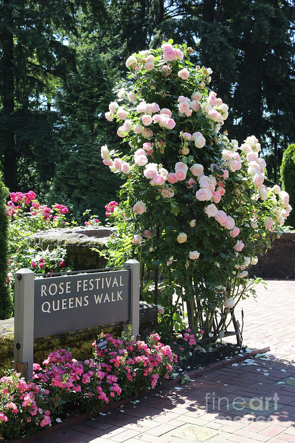 Portland Rose Garden with Sign Photograph by Carol Groenen