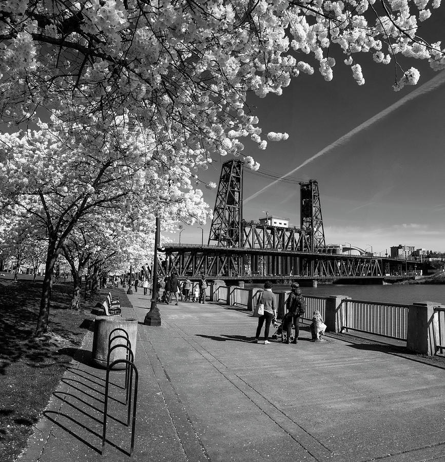 Portland Spring Scene Photograph by Steven Clark