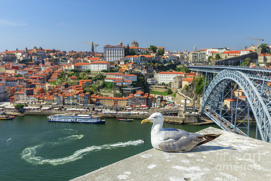 Seagull Photograph - Porto skyline seagull by Benny Marty