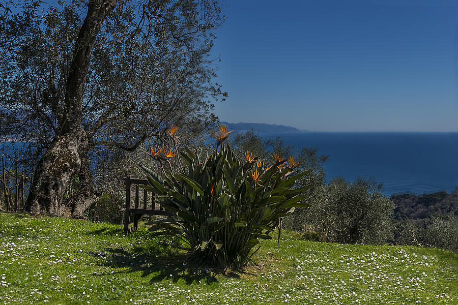 Portofino Photograph - Portofino Mount Flowers Liguria Seascape Panorama by Enrico Pelos