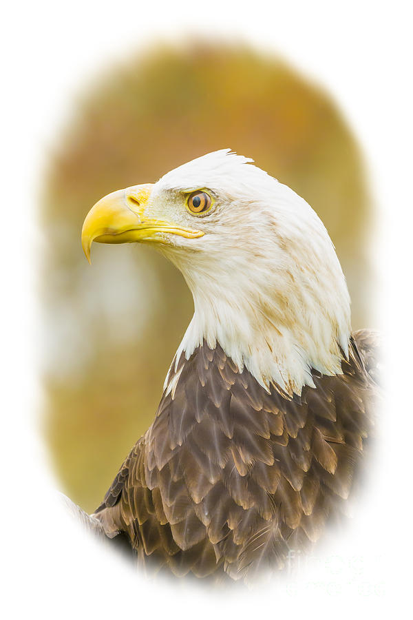 Portrait Bald Eagle Photograph