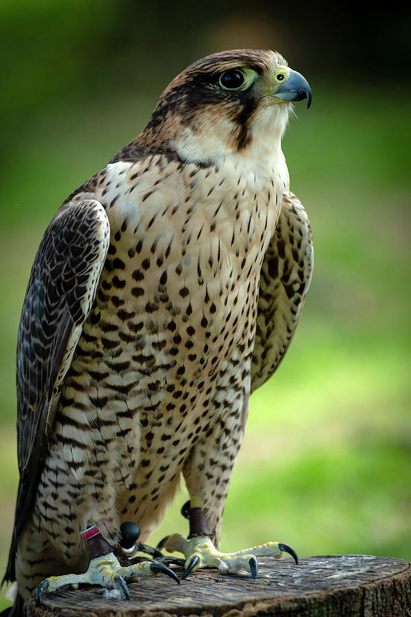 portrait bird by Cliff Norton portrait bird by Cliff Norton